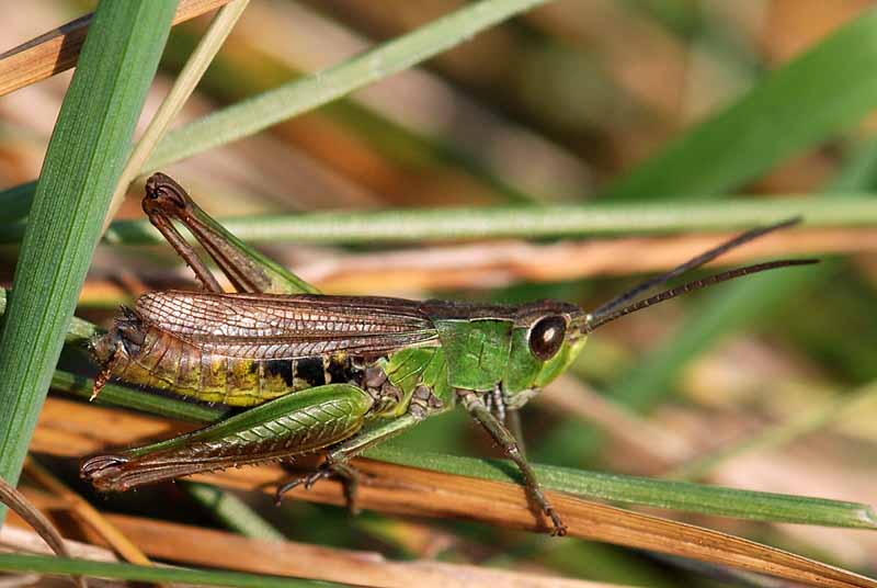 Cavalletta verde/marrone: Chorthippus dorsatus